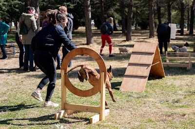 Haig Park Dog Agility Course