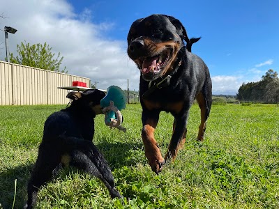 Canberra Dog Hub