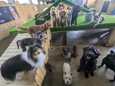 Barkley Park Dog Day Care Dog Park