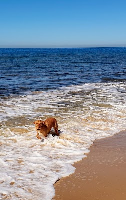 Dog Beach