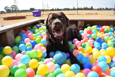 Doggy Play Park