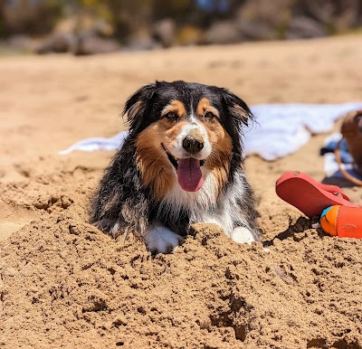 Lorne Dog Beach