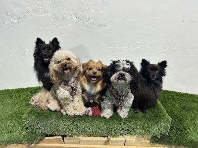 Bark Park