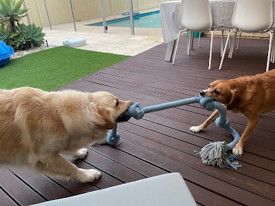 Marley & Bear's Doggy Daycare